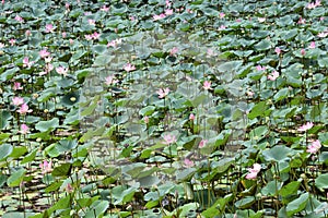 Lotus flower spring time in india