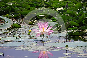 Lotus flower in Srinagar in Kashmir