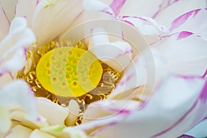 Lotus flower stamen closeup
