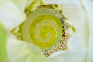 Lotus flower stamen closeup