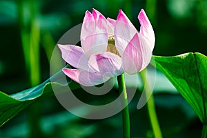 The lotus flower stamen photo