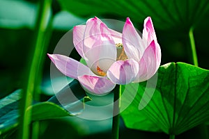 The lotus flower stamen photo