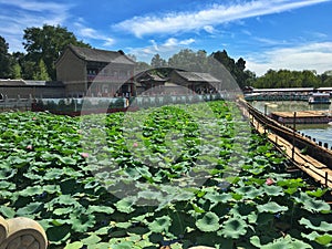 The Lotus Flower: In the Summer Palace Beijing, China