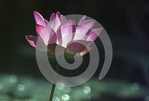 Lotus flower in sun