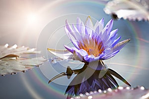 Lotus Flower With Sun Flare