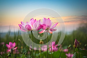 Flor en atardecer 