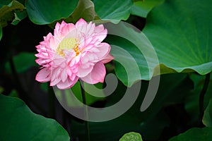 Lotus Flower at Taipei Botanical Garden in Taipei, Taiwan.