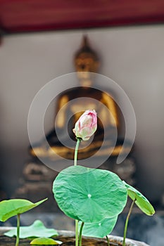 Lotus flower in Thailand monastery with buddah statue background