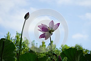 A lotus flower together with a bud is electing towards sky