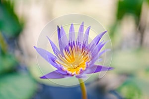 Lotus flower (Tropical water-lily
