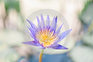 Lotus flower (Tropical water-lily