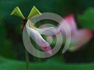 Lotus flower with twin stamen