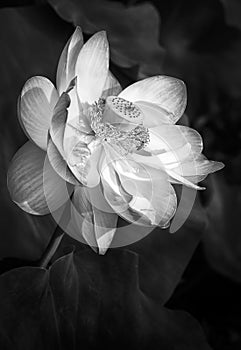 Lotus flower with two bees in black and white