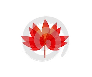 Lotus Flower vector