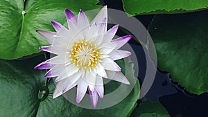 Lotus flower in water