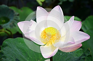 Lotus Flower or Water Lilly Blossom in pond