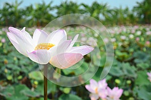 Lotus Flower or Water Lilly Blossom in pond