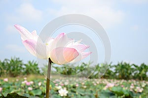 Lotus Flower or Water Lilly Blossom in pond