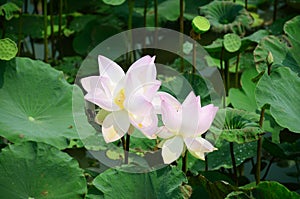Lotus Flower or Water Lilly Blossom in pond