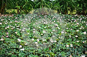 Lotus Flower or Water Lilly Blossom in pond