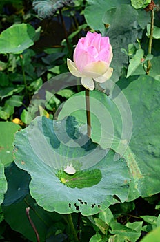 Lotus Flower or Water Lilly Blossom in pond