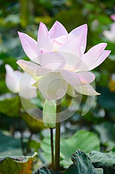 Lotus Flower or Water Lilly Blossom in pond