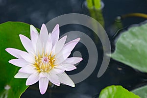 Lotus flower or water lily flower blooming with green leaves background in the pond at sunny summer or spring day