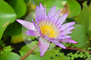 Lotus Flower or Water Lily Blossom