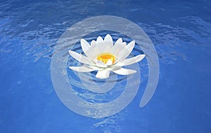 Lotus flower water lily blue scene