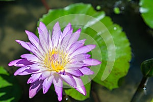 Lotus flower or water lily flower blooming with green leaves background in the pond at sunny summer or spring day