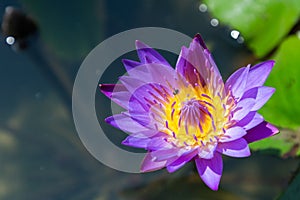 Lotus flower or water lily flower blooming with green leaves background in the pond at sunny summer or spring day