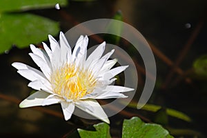 Lotus flower or water lily flower blooming with green leaves background in the pond at sunny summer or spring day