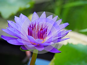 Lotus flower or water lily and green leaf. Beautifully blooming in the spa pool to decorate.