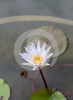 Lotus flower or water lily among green leaves