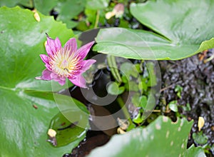 Lotus flower or water lily among green leaves