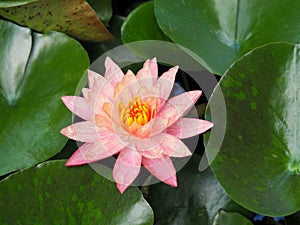 Lotus flower or water lily pink with green leaves. Beautifully blooming in the spa pool to decorate.