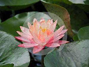 Lotus flower or water lily pink with green leaves. Beautifully blooming in the spa pool to decorate.