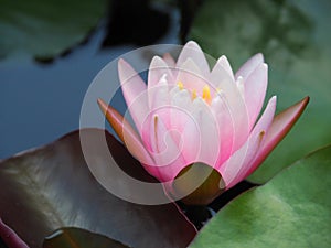 Lotus flower or water lily pink with green leaves. Beautifully blooming in the spa pool to decorate.