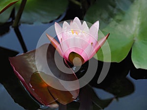 Lotus flower or water lily pink with green leaves. Beautifully blooming in the spa pool to decorate.