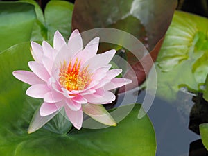 Lotus flower or water lily pink with green leaves. Beautifully blooming in the spa pool to decorate.