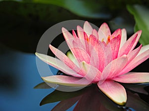 Lotus flower or water lily pink with green leaves. Beautifully blooming in the spa pool to decorate.