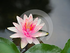 Lotus flower or water lily pink with green leaves. Beautifully blooming in the spa pool to decorate.