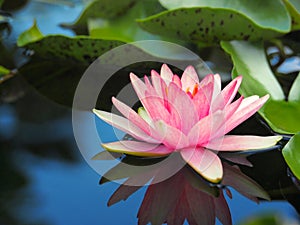 Lotus flower or water lily pink with green leaves. Beautifully blooming in the spa pool to decorate.