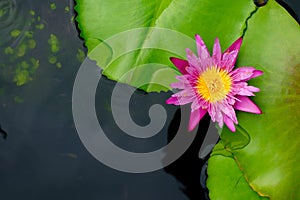 Lotus flower or water lily top view with copy space