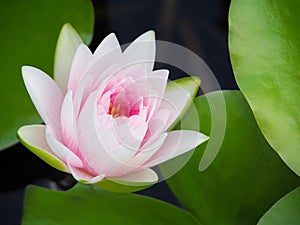 Lotus flower or water lily white and pink with green leaves. Beautifully blooming in the spa pool to decorate.