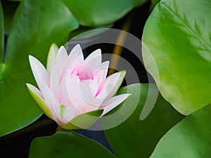 Lotus flower or water lily white and pink with green leaves. Beautifully blooming in the spa pool to decorate.