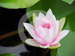 Lotus flower or water lily white and pink with green leaves. Beautifully blooming in the spa pool to decorate.