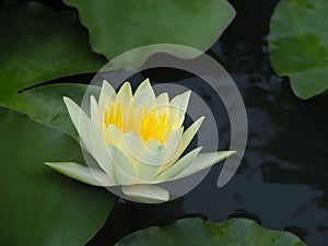 Lotus flower or water lily Yellow and green leaf Beautifully blooming in the spa pool to decorate.