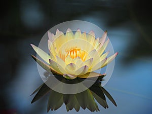 Lotus flower or water lily Yellow and green leaf Beautifully blooming in the spa pool to decorate.