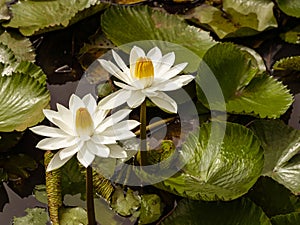 Lotus flower Water plants planted in a pond.